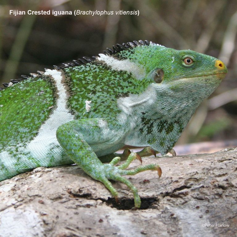 Protecting Fiji’s Crested Iguana